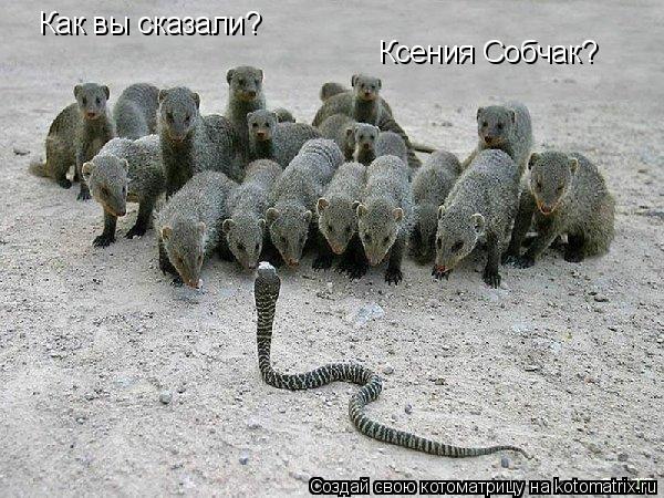 Как вы сказали? Ксения Собчак?... Котоматрица: Как вы сказали? Ксения Собчак?
