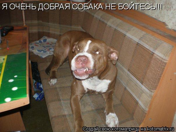 Я ОЧЕНЬ ДОБРАЯ СОБАКА НЕ БОЙТЕСЬ!!!... Котоматрица: Я ОЧЕНЬ ДОБРАЯ СОБАКА НЕ БОЙТЕСЬ!!!