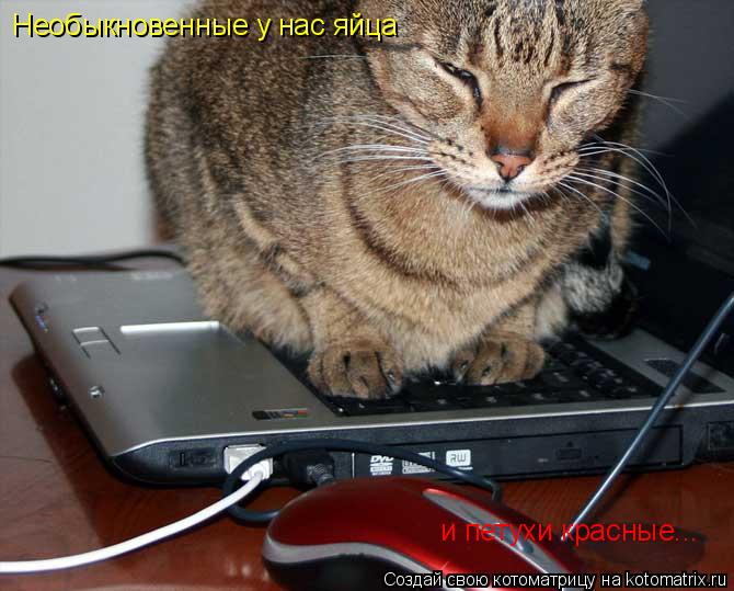 Необыкновенные у нас яйца и петухи красные...... Котоматрица: Необыкновенные у нас яйца и петухи красные...