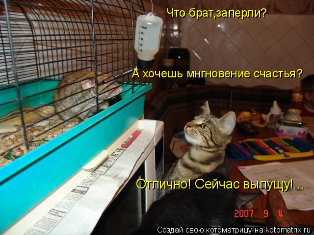 Что брат,заперли? А хочешь мнгновение счастья? Отлично! Сейчас выпущу!...... Котоматрица: Что брат,заперли? А хочешь мнгновение счастья? Отлично! Сейчас выпущу!...