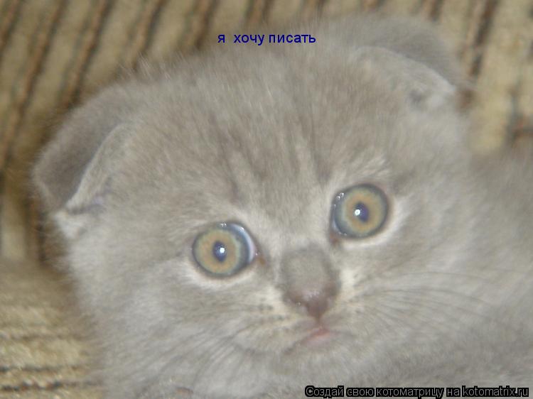 я хочу писать... Котоматрица: я хочу писать