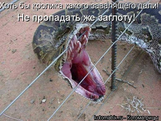 Хоть бы кролика какого завалящего дали! Не пропадать же заглоту!... Котоматрица: Хоть бы кролика какого завалящего дали! Не пропадать же заглоту!