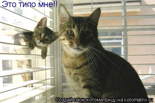 Это типо мне!!... Котоматрица: Это типо мне!!