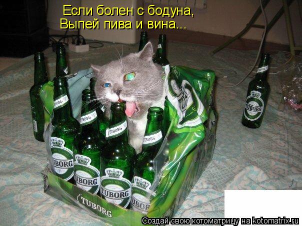 Если болен с бодуна, Выпей пива и вина...... Котоматрица: Если болен с бодуна, Выпей пива и вина...