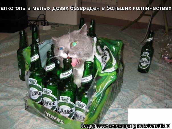 алкоголь в малых дозах безвреден в больших колличествах... Котоматрица: алкоголь в малых дозах безвреден в больших колличествах