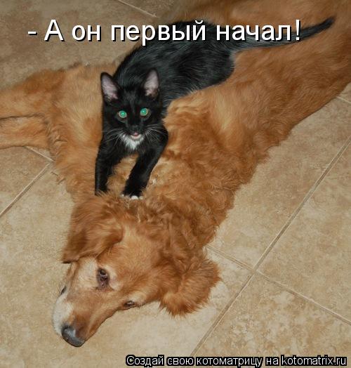 - А он первый начал!... Котоматрица: - А он первый начал!