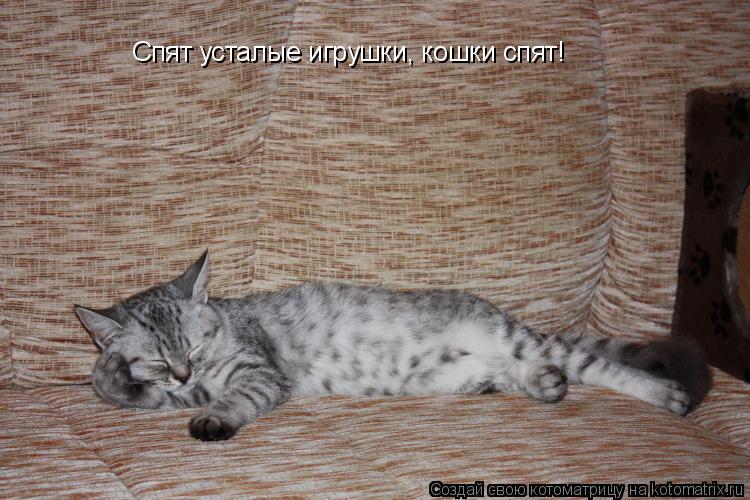 Спят усталые игрушки, кошки спят!... Котоматрица: Спят усталые игрушки, кошки спят!