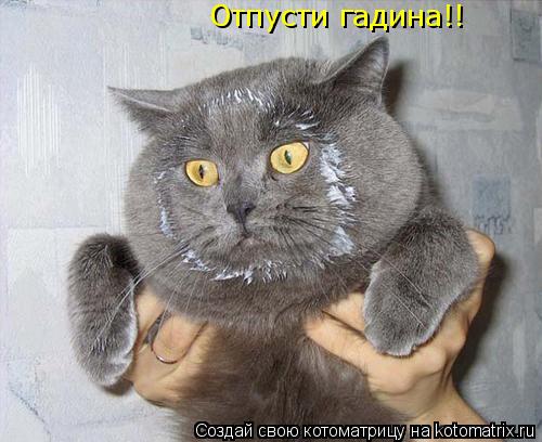 Отпусти гадина!!... Котоматрица: Отпусти гадина!!