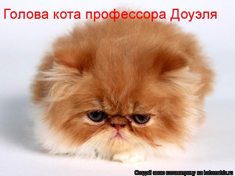 Голова кота профессора Доуэля... Котоматрица: Голова кота профессора Доуэля