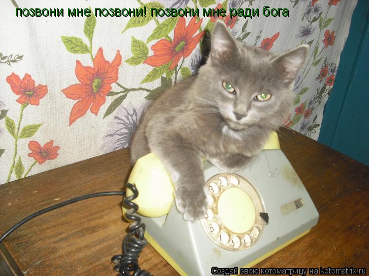 позвони мне позвони! позвони мне ради бога... Котоматрица: позвони мне позвони! позвони мне ради бога