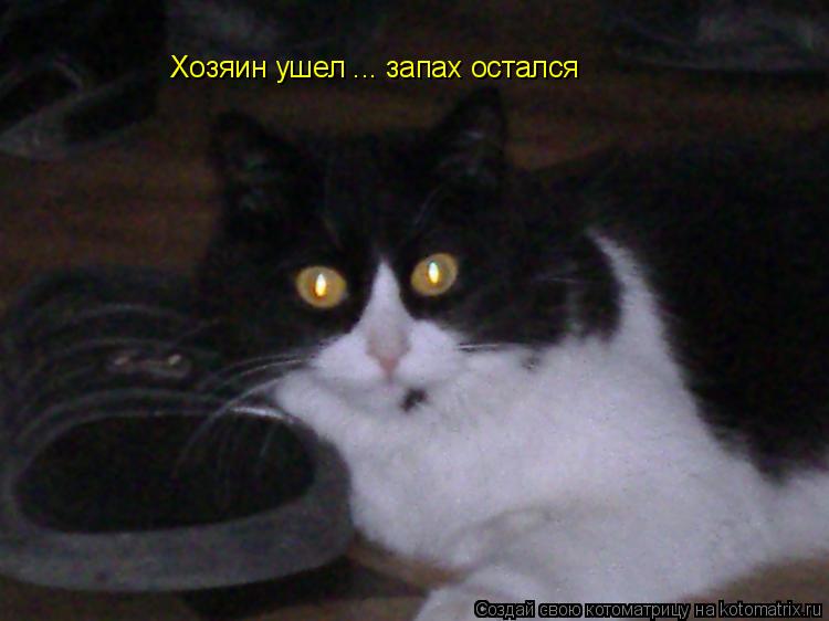 Хозяин ушел ... запах остался... Котоматрица: Хозяин ушел ... запах остался