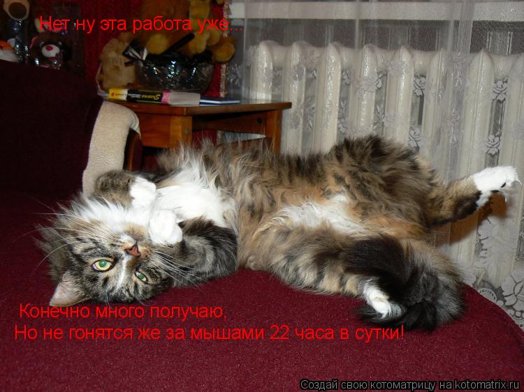 Нет ну эта работа уже... Нет ну эта работа уже... Конечно много получаю, Но не гонятся же за мышами ... Котоматрица: Нет ну эта работа уже... Нет ну эта работа уже... Конечно много получаю, Но не гонятся же за мышами 22 часа в сутки!