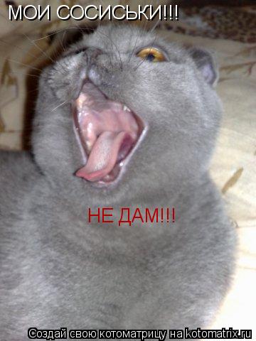 МОИ СОСИСЬКИ!!! НЕ ДАМ!!!... Котоматрица: МОИ СОСИСЬКИ!!! НЕ ДАМ!!!