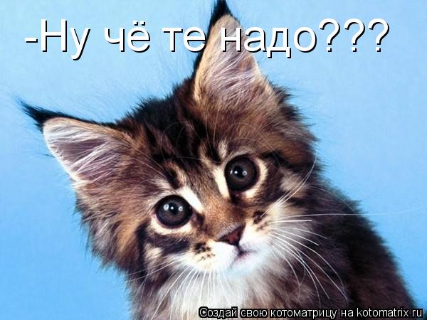 -Ну чё те надо???... Котоматрица: -Ну чё те надо???