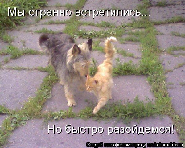Мы странно встретились... Но быстро разойдемся!... Котоматрица: Мы странно встретились... Но быстро разойдемся!
