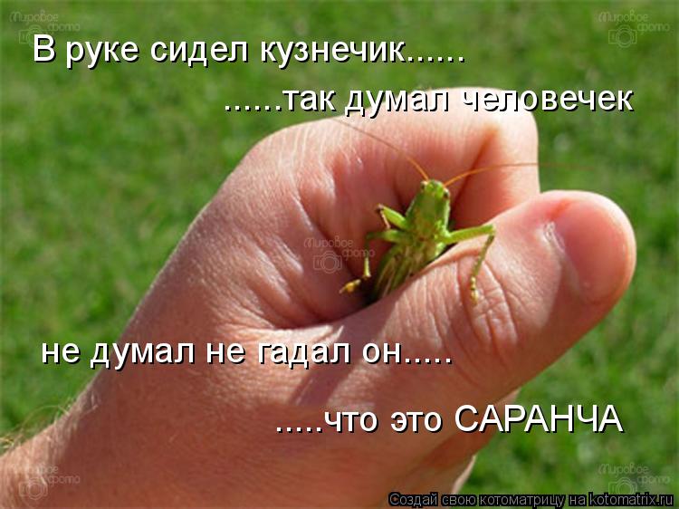 В руке сидел кузнечик...... ......так думал человечек не думал не гадал он..... .....что это САРАНЧА... Котоматрица: В руке сидел кузнечик...... ......так думал человечек не думал не гадал он..... .....что это САРАНЧА