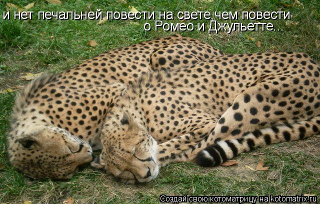 и нет печальней повести на свете,чем повести о Ромео и Джульетте...... Котоматрица: и нет печальней повести на свете,чем повести о Ромео и Джульетте...
