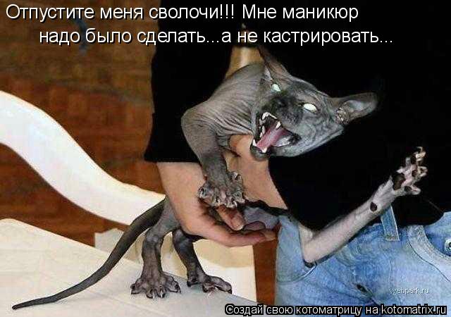 Отпустите меня сволочи!!! Мне маникюр надо было сделать...а не кастрировать...... Котоматрица: Отпустите меня сволочи!!! Мне маникюр надо было сделать...а не кастрировать...