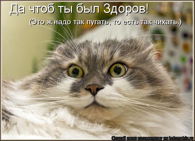 Да чтоб ты был Здоров! (Это ж надо так пугать, то есть так чихать.)... Котоматрица: Да чтоб ты был Здоров! (Это ж надо так пугать, то есть так чихать.)