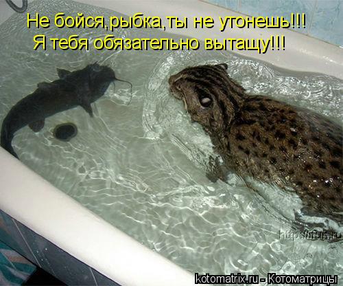 Не бойся,рыбка,ты не утонешь!!! Я тебя обязательно вытащу!!!... Котоматрица: Не бойся,рыбка,ты не утонешь!!! Я тебя обязательно вытащу!!!