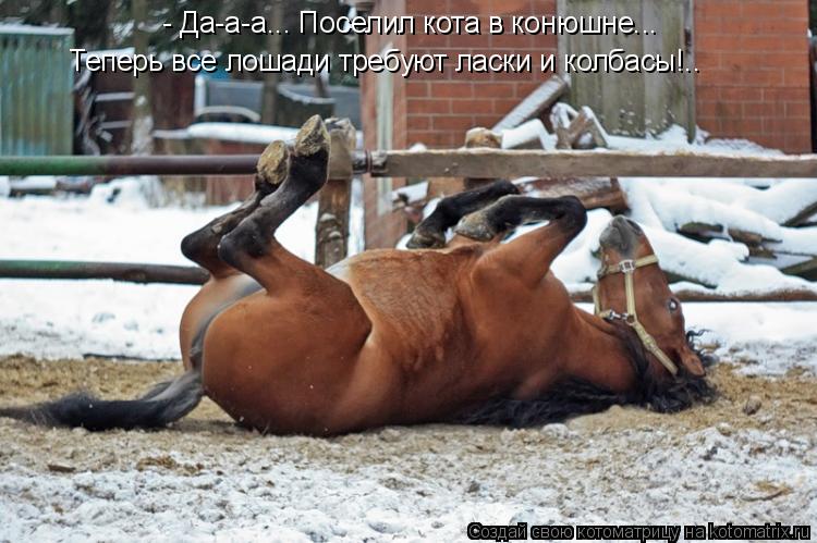 Котоматрица: - Да-а-а... Поселил кота в конюшне... Теперь все лошади требуют ласки и колбасы!..
