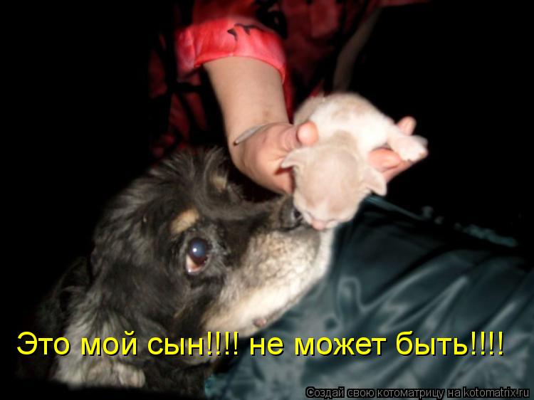 Это мой сын!!!! не может быть!!!!... Котоматрица: Это мой сын!!!! не может быть!!!!