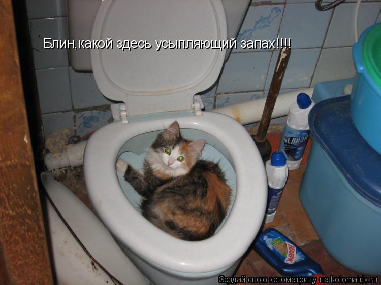 Блин,какой здесь усыпляющий запах!!!!... Котоматрица: Блин,какой здесь усыпляющий запах!!!!