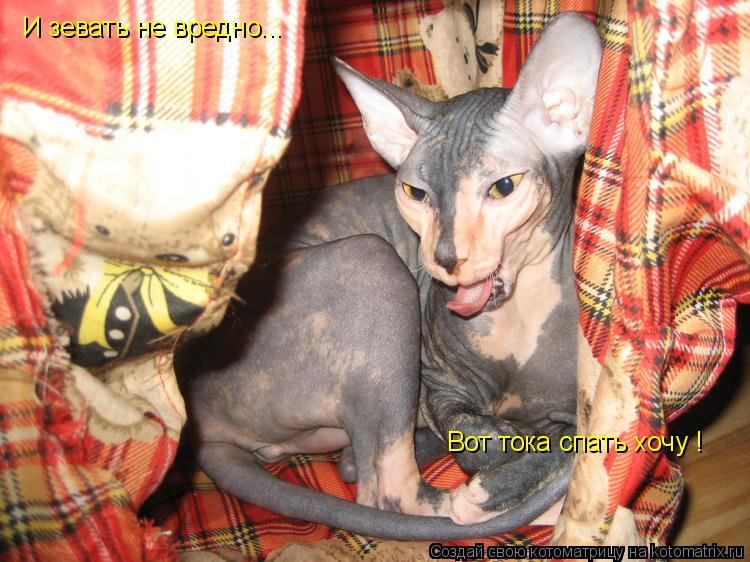 И зевать не вредно... Вот тока спать хочу !... Котоматрица: И зевать не вредно... Вот тока спать хочу !