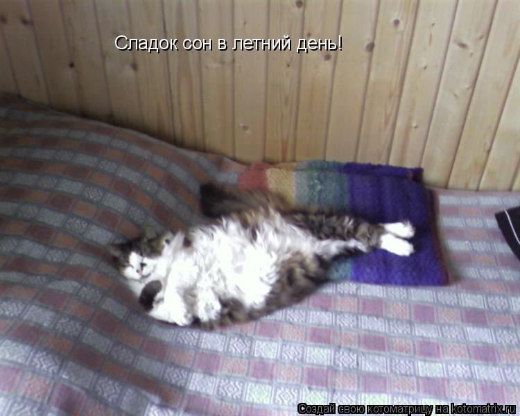 Сладок сон в летний день!... Котоматрица: Сладок сон в летний день!