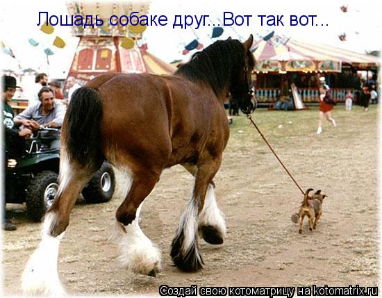 Лошадь собаке друг...Вот так вот...... Котоматрица: Лошадь собаке друг...Вот так вот...