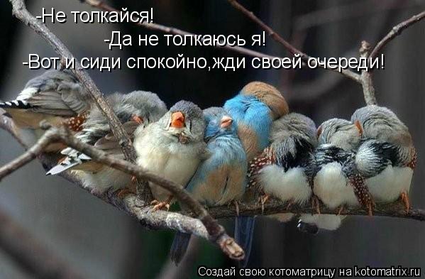-Не толкайся! -Да не толкаюсь я! -Вот и сиди спокойно,жди своей очереди!... Котоматрица: -Не толкайся! -Да не толкаюсь я! -Вот и сиди спокойно,жди своей очереди!