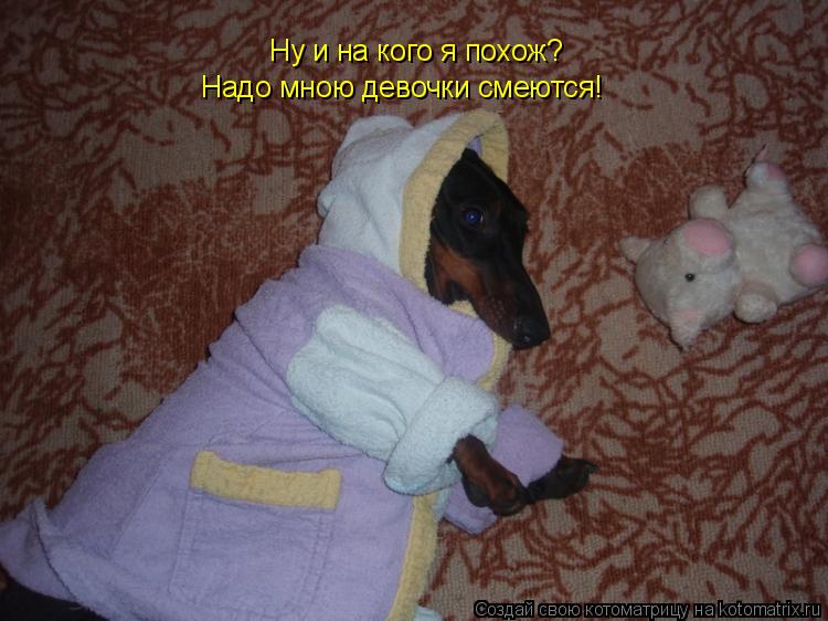 Ну и на кого я похож? Надо мною девочки смеются!... Котоматрица: Ну и на кого я похож? Надо мною девочки смеются!