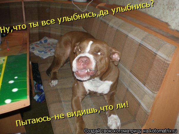 Ну,что ты все улыбнись,да улыбнись? Пытаюсь-не видишь,что ли!... Котоматрица: Ну,что ты все улыбнись,да улыбнись? Пытаюсь-не видишь,что ли!
