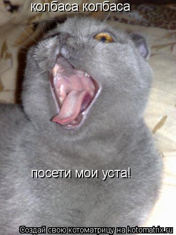 колбаса колбаса посети мои уста!... Котоматрица: колбаса колбаса посети мои уста!