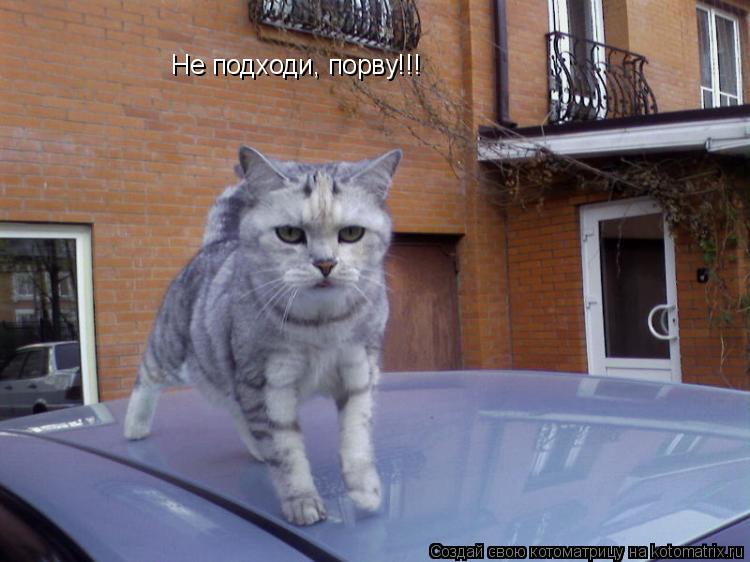 Не подходи, порву!!!... Котоматрица: Не подходи, порву!!!
