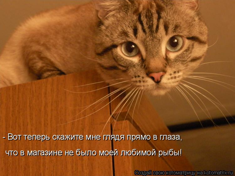что в магазине не было моей любимой рыбы! - Вот теперь скажите мне глядя прямо в глаза,... Котоматрица: что в магазине не было моей любимой рыбы! - Вот теперь скажите мне глядя прямо в глаза,