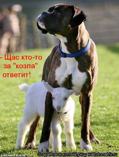 - Щас кто-то за "козла" ответит!... Котоматрица: - Щас кто-то за "козла" ответит!