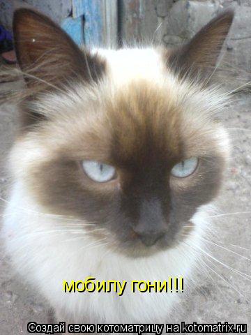 мобилу гони!!!... Котоматрица: мобилу гони!!!