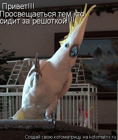 Привет!!! Просвещаеться тем кто сидит за решоткой !!!!... Котоматрица: Привет!!! Просвещаеться тем кто сидит за решоткой !!!!