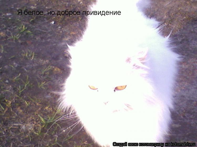 Я белое, но доброе привидение... Котоматрица: Я белое, но доброе привидение
