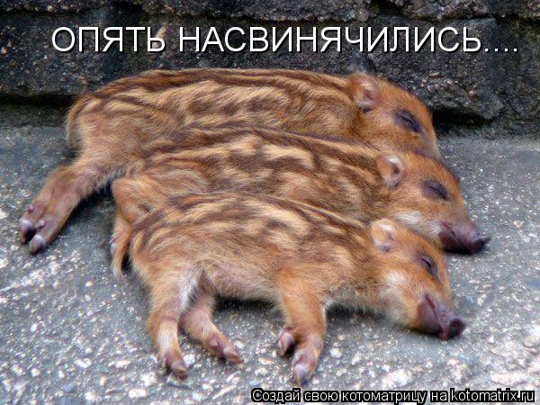 ОПЯТЬ НАСВИНЯЧИЛИСЬ....... Котоматрица: ОПЯТЬ НАСВИНЯЧИЛИСЬ....