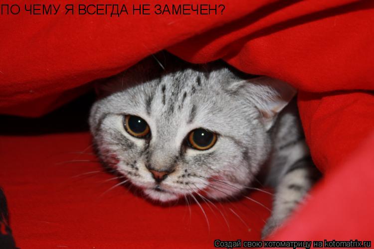 ПО ЧЕМУ Я ВСЕГДА НЕ ЗАМЕЧЕН?... Котоматрица: ПО ЧЕМУ Я ВСЕГДА НЕ ЗАМЕЧЕН?