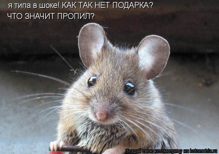 я типа в шоке! КАК ТАК НЕТ ПОДАРКА? ЧТО ЗНАЧИТ ПРОПИЛ?... Котоматрица: я типа в шоке! КАК ТАК НЕТ ПОДАРКА? ЧТО ЗНАЧИТ ПРОПИЛ?