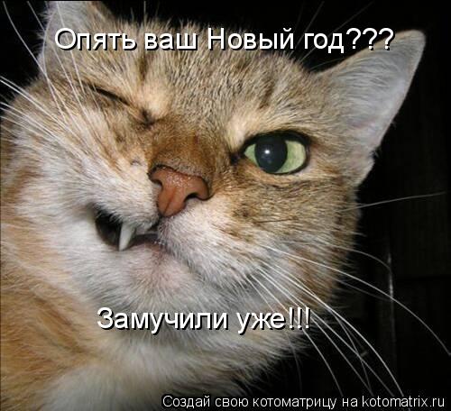Замучили уже!!! Опять ваш Новый год???... Котоматрица: Замучили уже!!! Опять ваш Новый год???