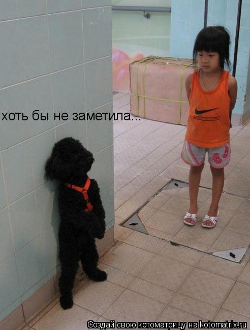 хоть бы не заметила...... Котоматрица: хоть бы не заметила...