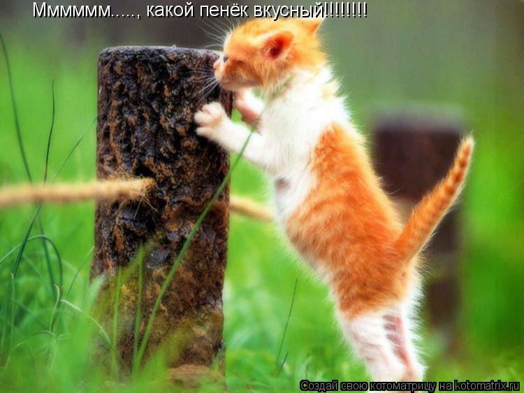 Мммммм....., какой пенёк вкусный!!!!!!!!... Котоматрица: Мммммм....., какой пенёк вкусный!!!!!!!!