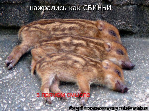 нажрались как СВИНЬИ в прямом смысле... Котоматрица: нажрались как СВИНЬИ в прямом смысле