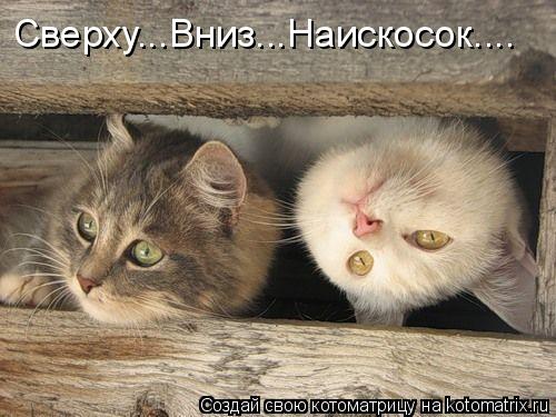 Сверху...Вниз...Наискосок....... Котоматрица: Сверху...Вниз...Наискосок....