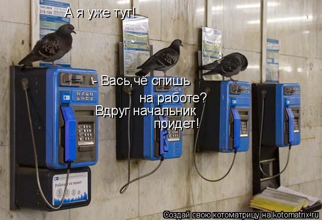 на работе? - Вась,чё спишь Вдруг начальник придет! А я уже тут!... Котоматрица: на работе? - Вась,чё спишь Вдруг начальник придет! А я уже тут!