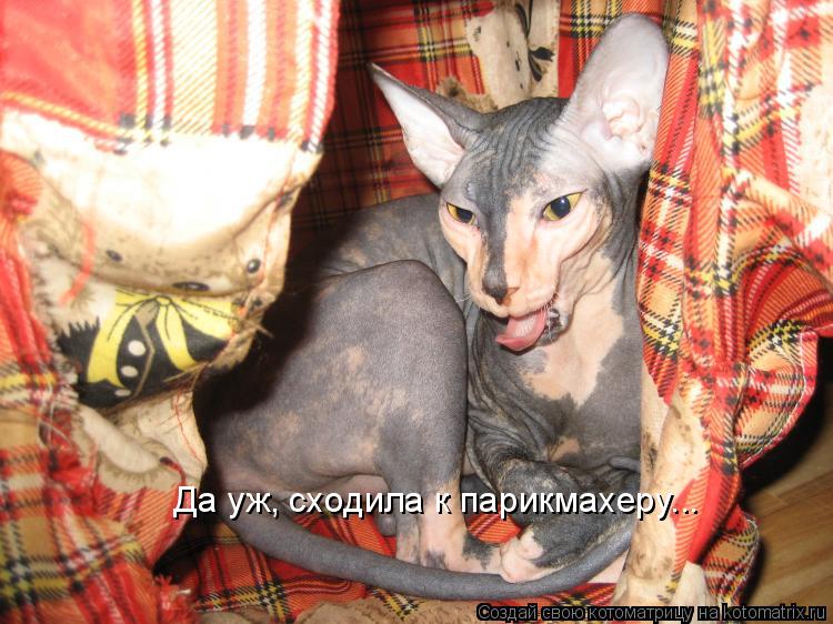 Да уж, сходила к парикмахеру...... Котоматрица: Да уж, сходила к парикмахеру...